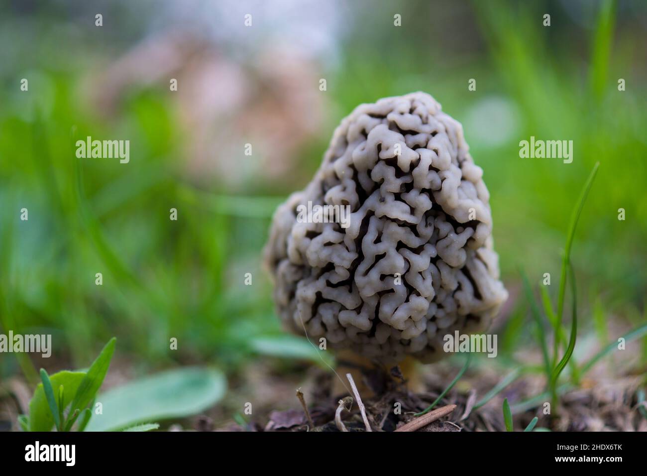 mushroom, Helvella , mushrooms Stock Photo