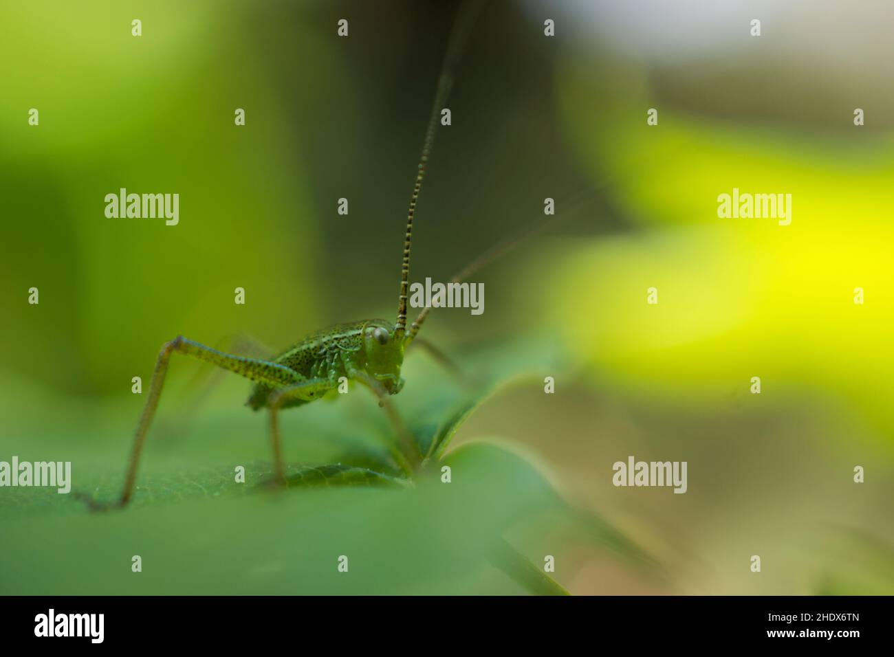 antenna, grasshopper, antennas, grasshoppers Stock Photo