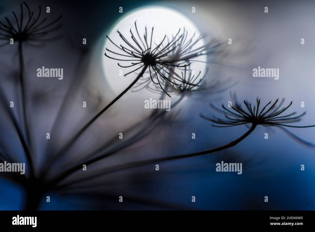 moon, blue hour, moons, blue hours Stock Photo