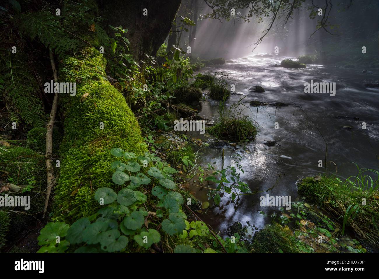 forest, sunbeams, mysterious, forests, wood, woodland, woods, sun beams ...