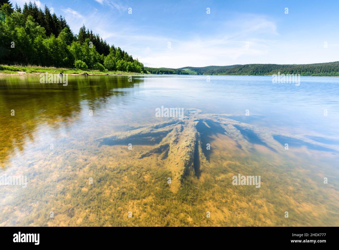lake, roots, deadwood, lakes, root, deadwoods Stock Photo - Alamy
