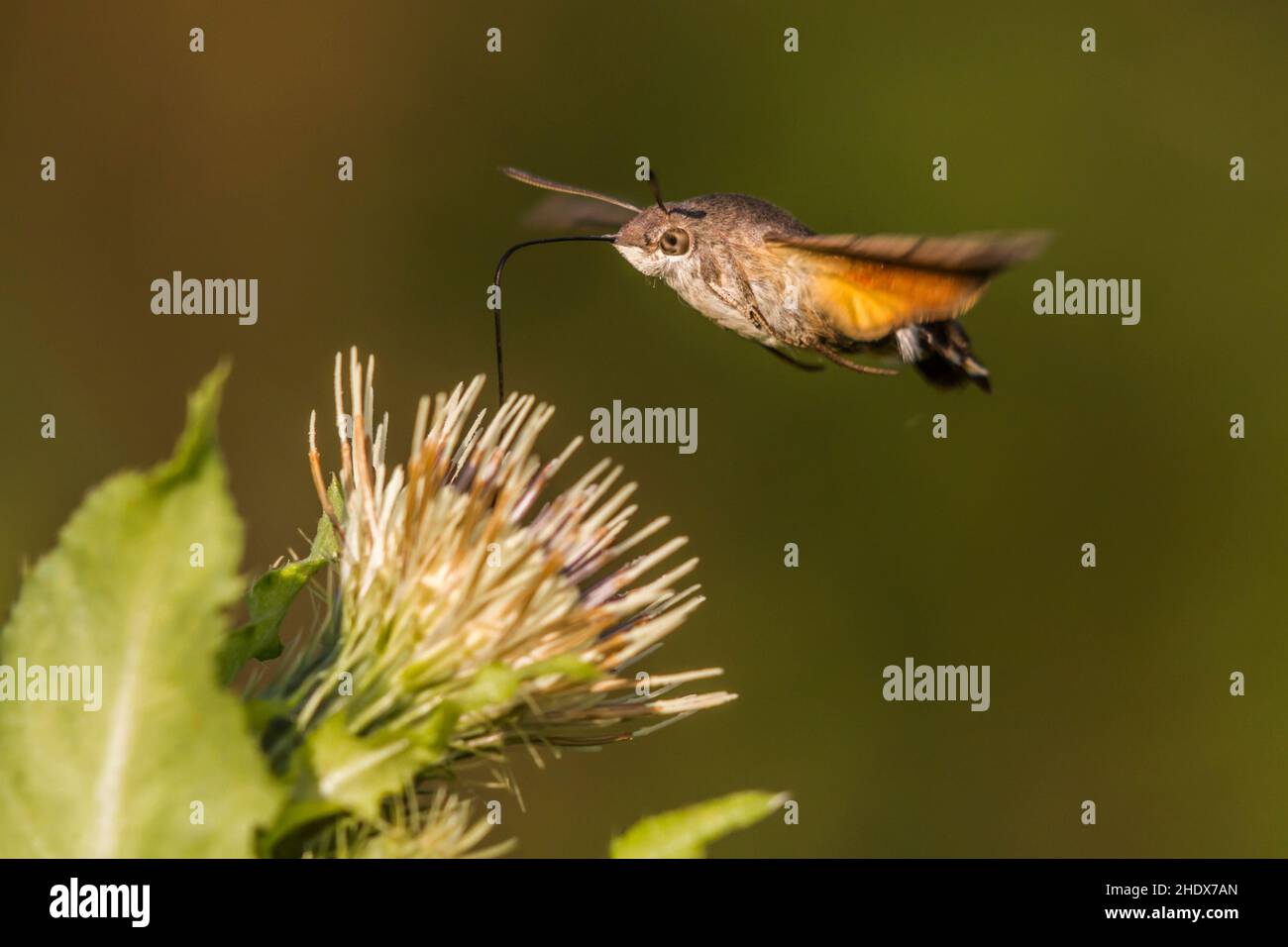 butterfly, hummingbird hawkmoth, butterflies, hummingbird hawkmoths