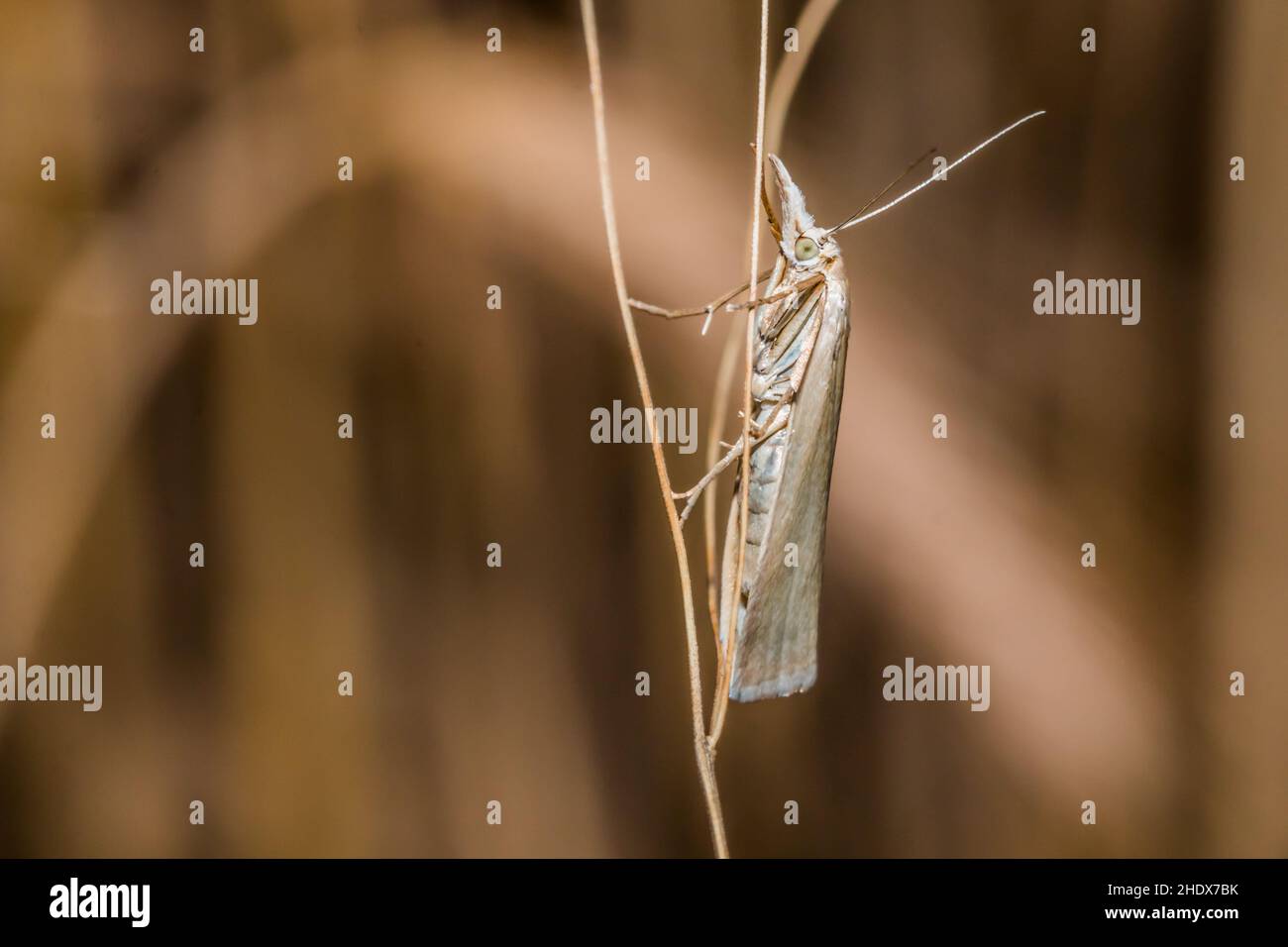 snout moths, Crambus perlella , moths, pyralidae Stock Photo