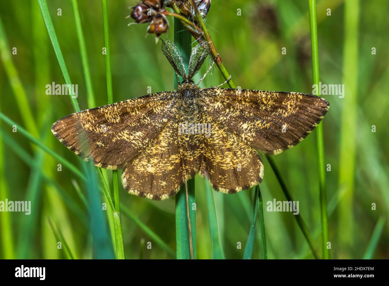 moth, Ematurga atomaria, moths Stock Photo