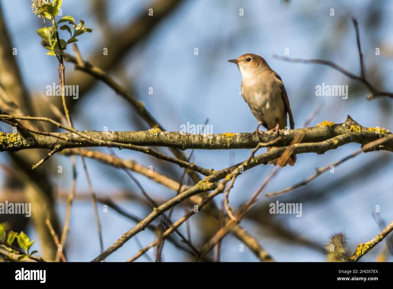 Nightingale, Common Nightingale, Luscinia Megarhynchos, Rufous ...