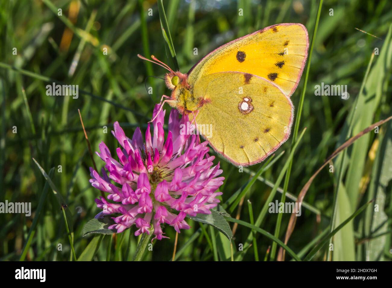 butterfly, golden eight, butterflies Stock Photo - Alamy