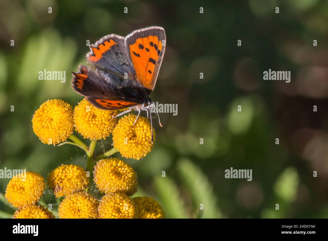 copper butterfly, copper butterflies Stock Photo Alamy