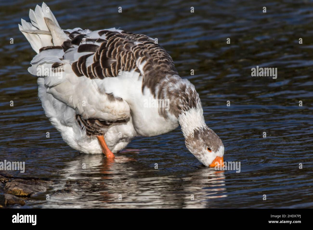 drinking, domestic goose, to drink, domestic gooses Stock Photo Alamy