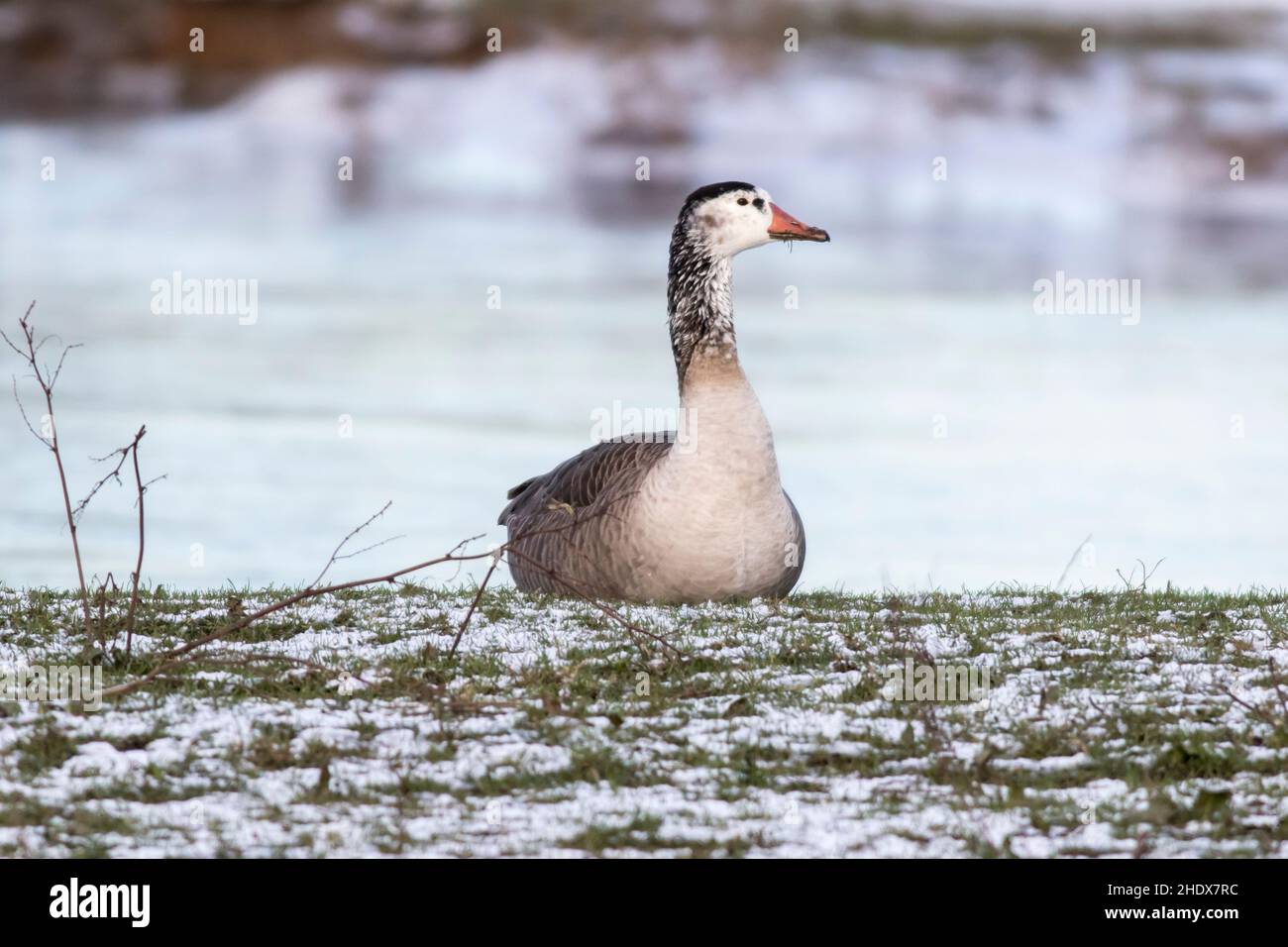hybrid, canada goose, hybrids, canada gooses Stock Photo Alamy