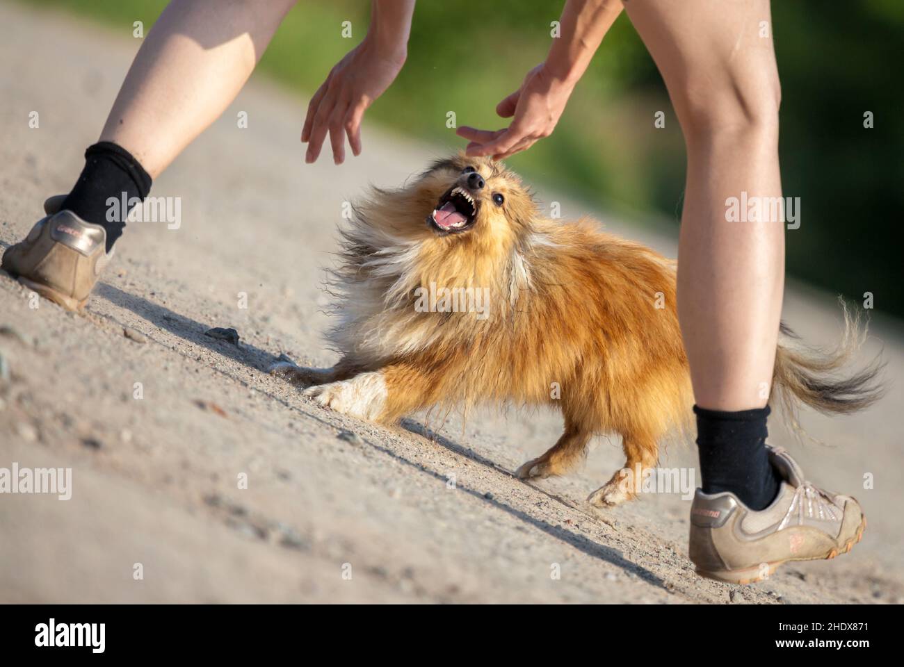 dog, aggressive, biting, dogs, aggressives, bite, to bite Stock Photo ...