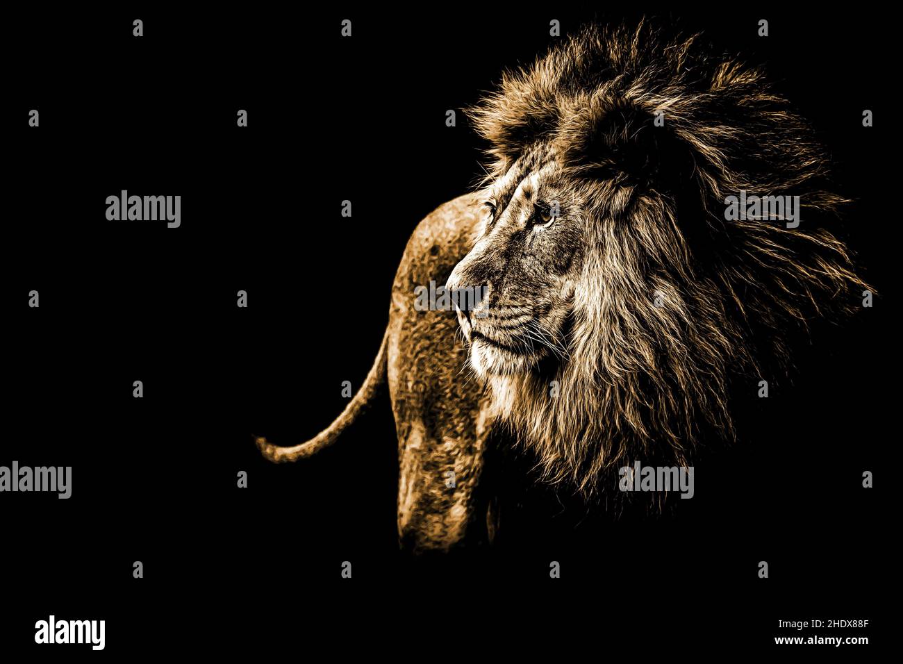 Animal black background lion hi-res stock photography and images - Alamy