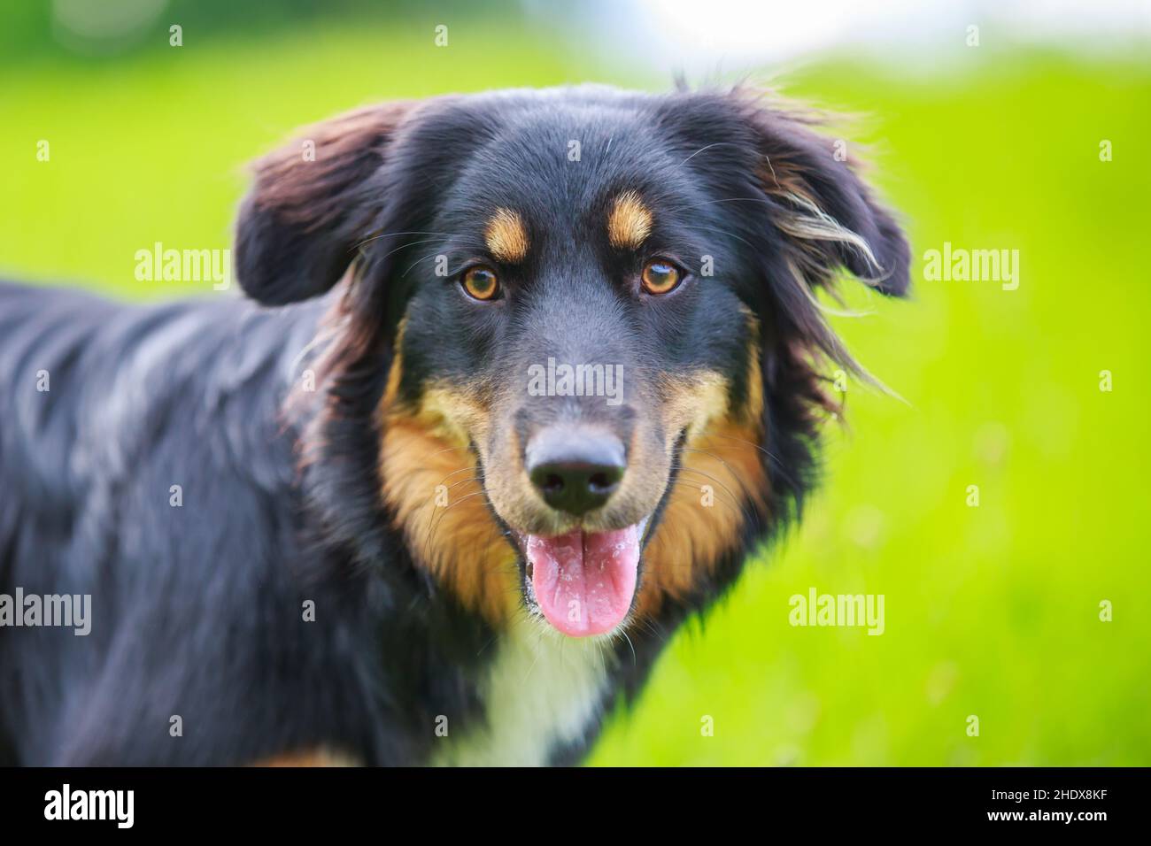 Australian shepherd sheepdog hires stock photography and images Alamy