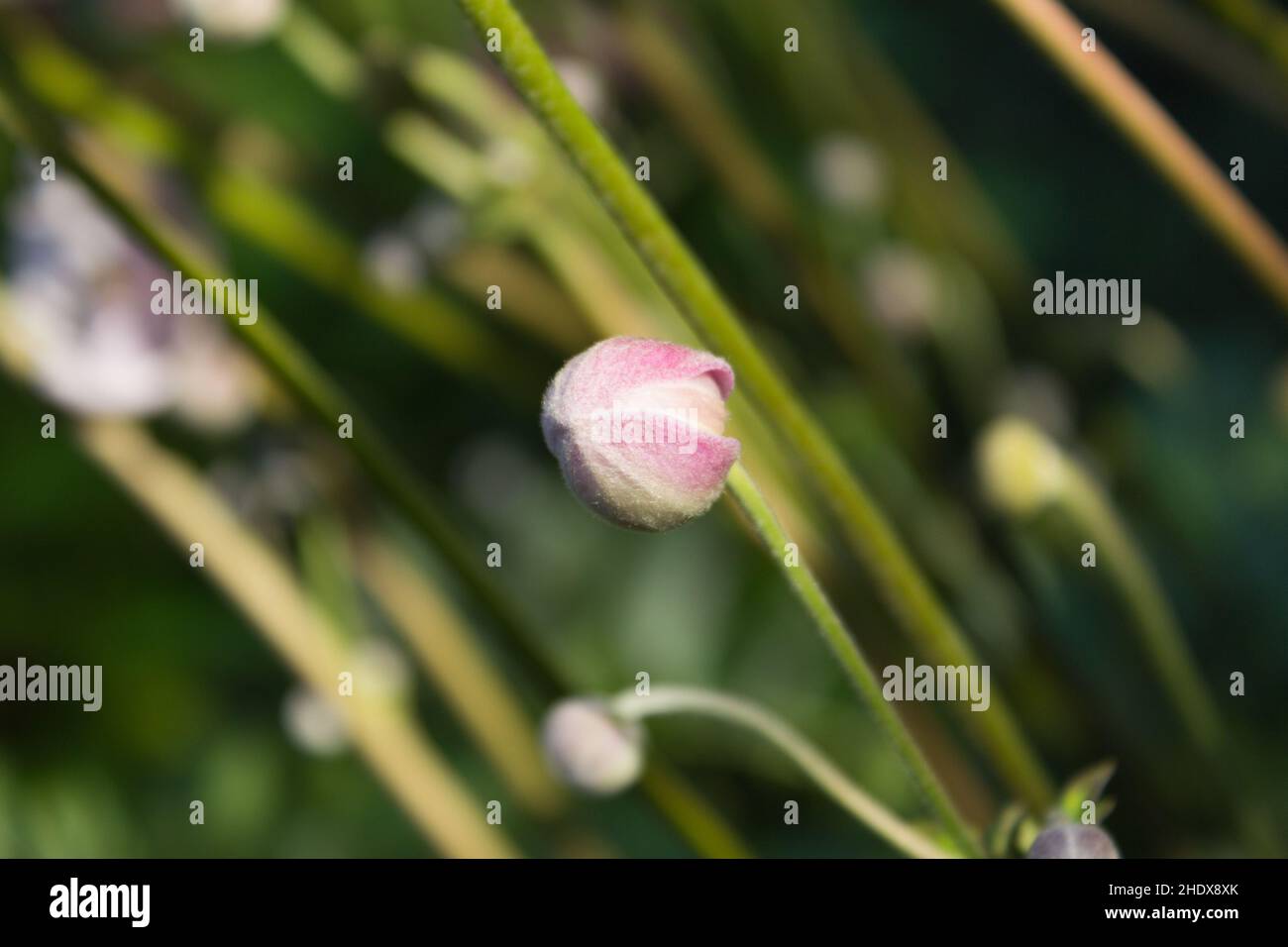bud, Callianthemum anemonoides, buds Stock Photo