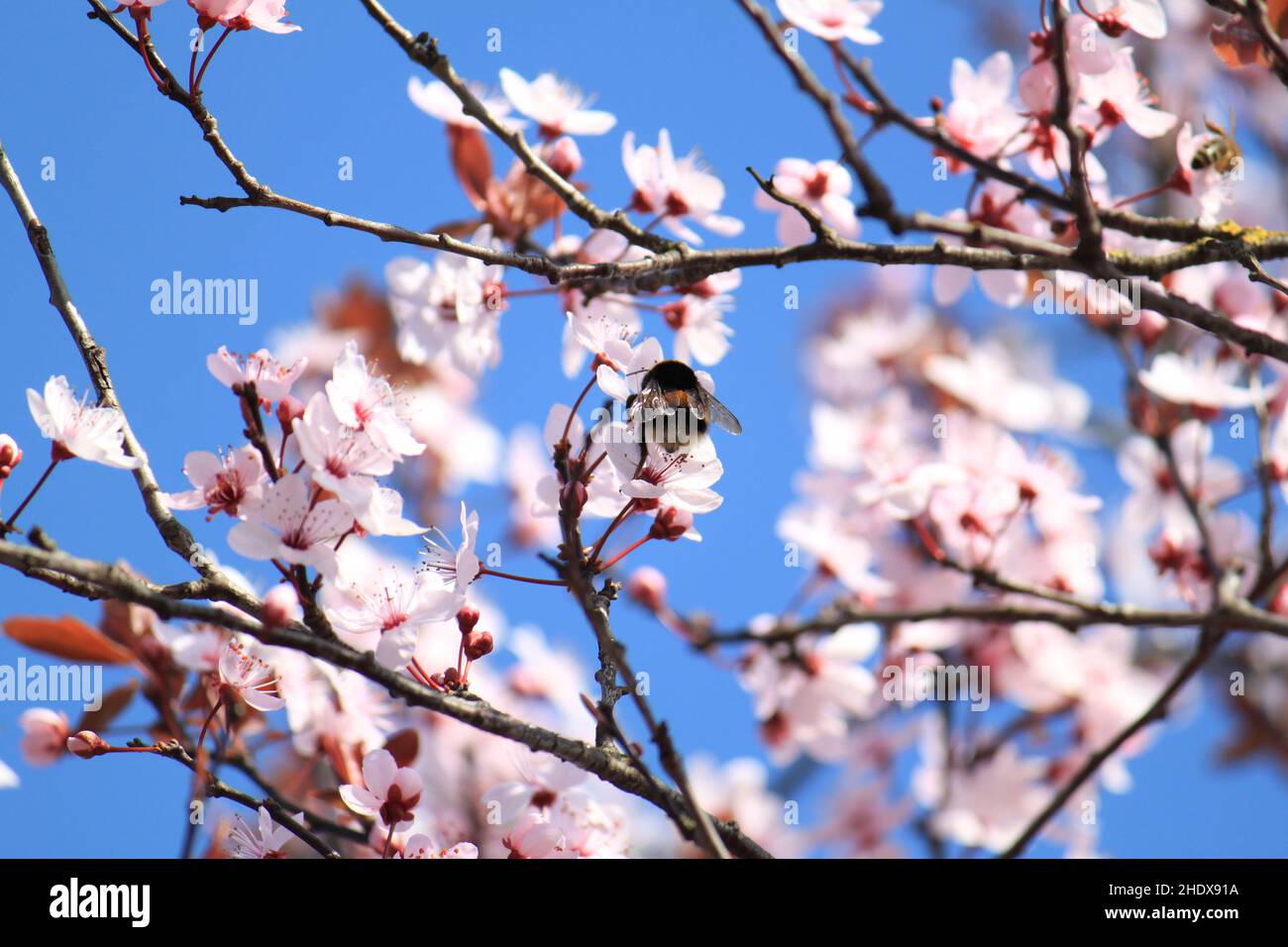 Birdie Bubble Cherry Blossoms main image 0