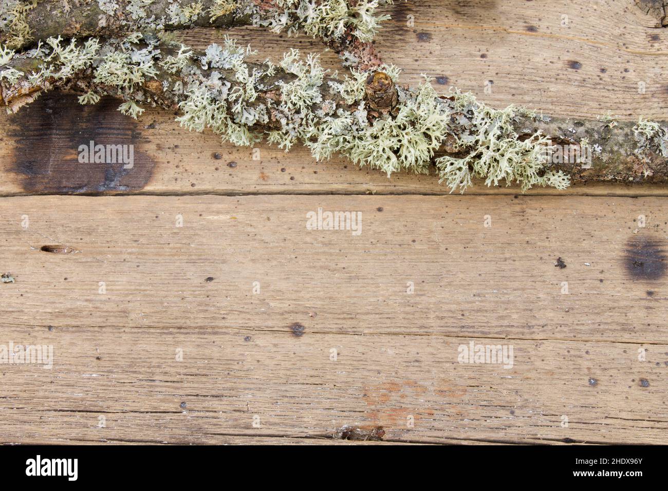 lichen, oakmoss, lichens Stock Photo