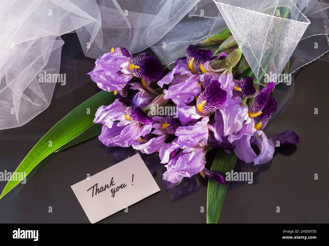 thank you, iris, thank yous, blood iris, iris sanguinea Stock Photo