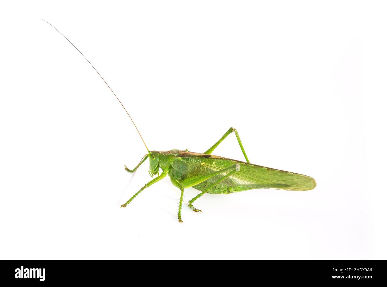 great green bush cricket, locusts, great green bushcrickets, locust Stock Photo Alamy