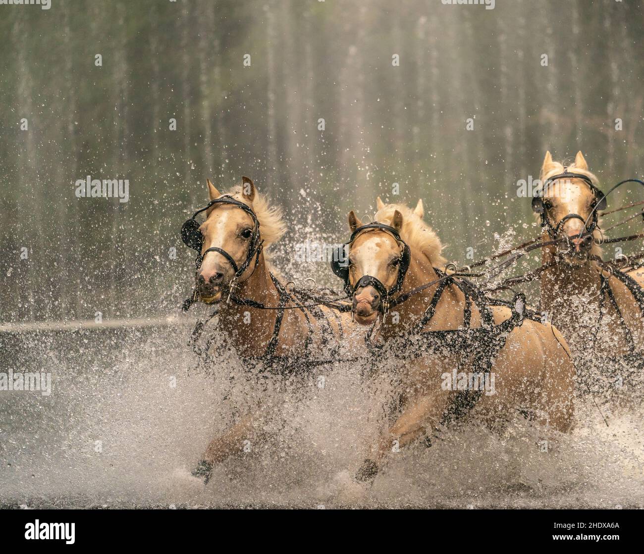 horseracing, carriage and four, traveling tournament, carriage and