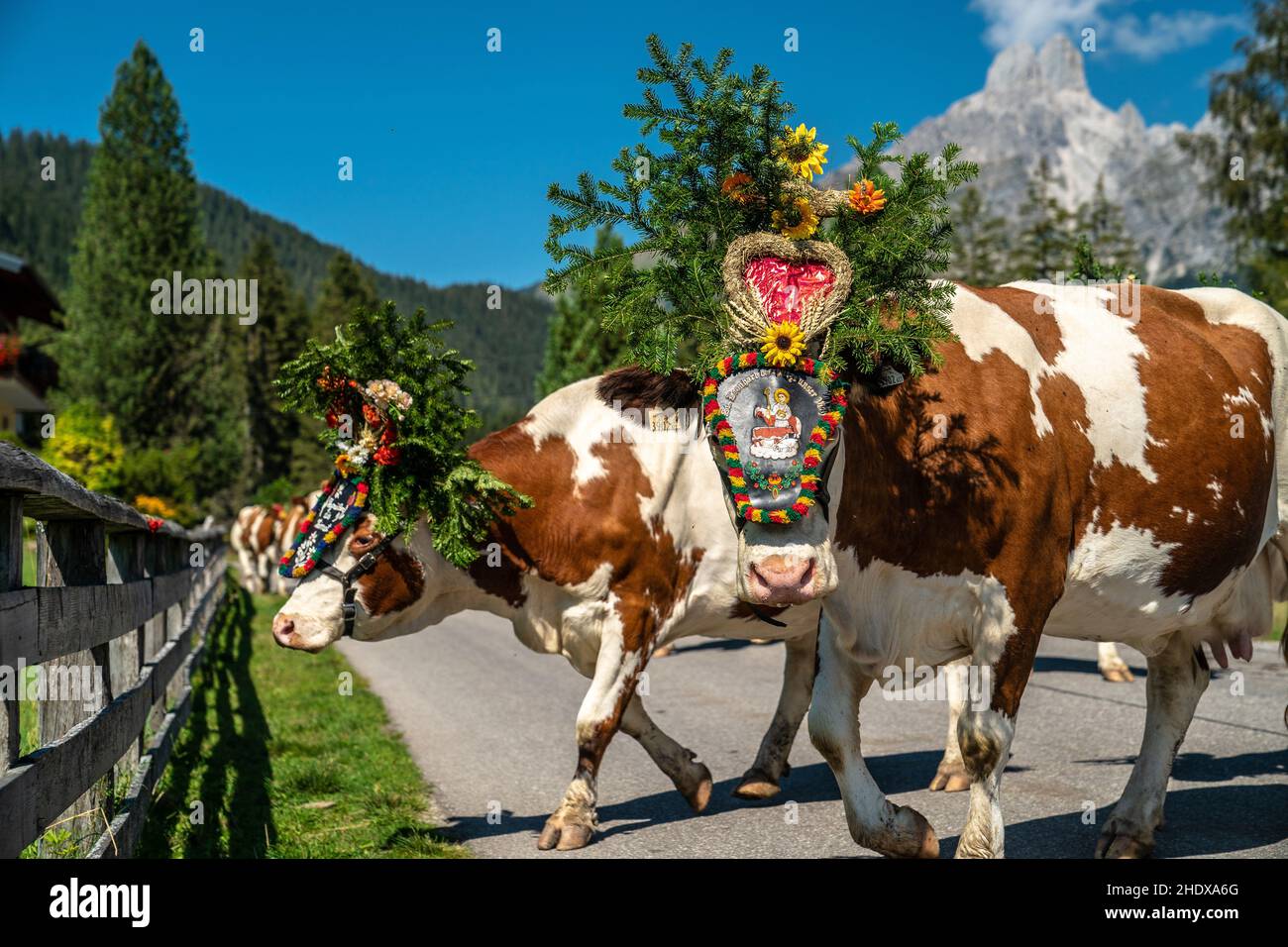 cows, headgear, almabtrieb, cow, headgears, headwear, almabtriebs Stock Photo Alamy