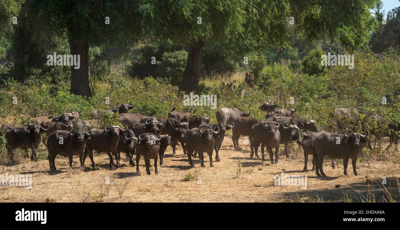 buffalo herd, african buffalo, buffalo herds, african, african buffalos