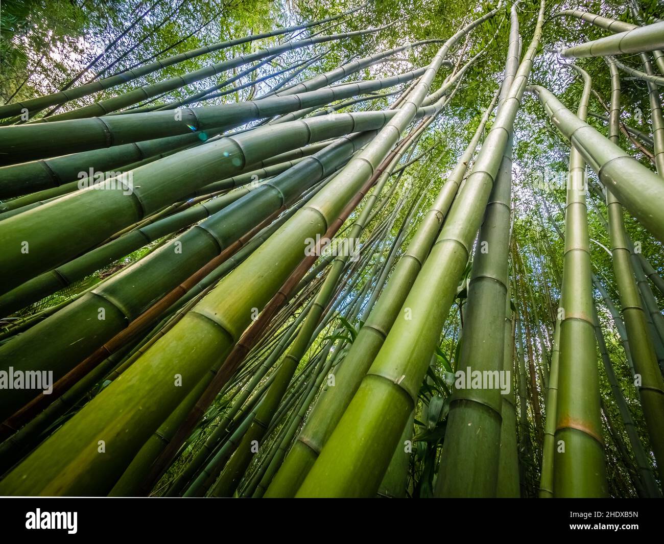 bamboo, azores, bamboo grove, bamboos, bamboo forest, bamboo groves Stock Photo