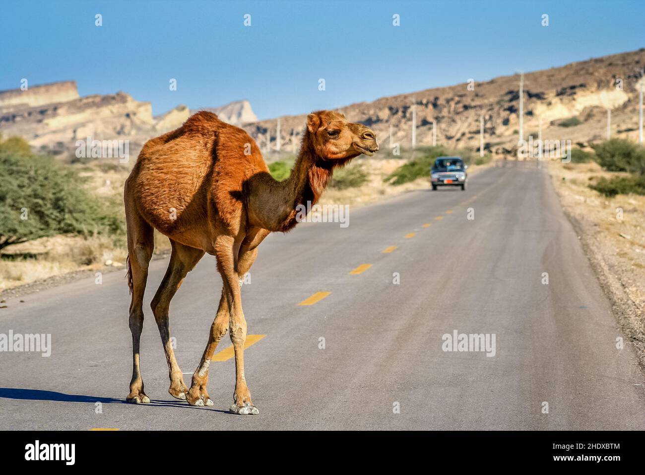 Street with camels hi-res stock photography and images - Alamy