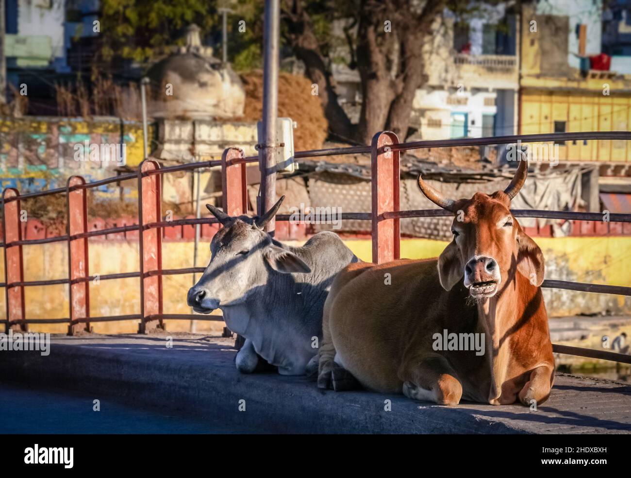 holy cow, zebu, udaipur, holy cows, zebus, udaipurs Stock Photo Alamy