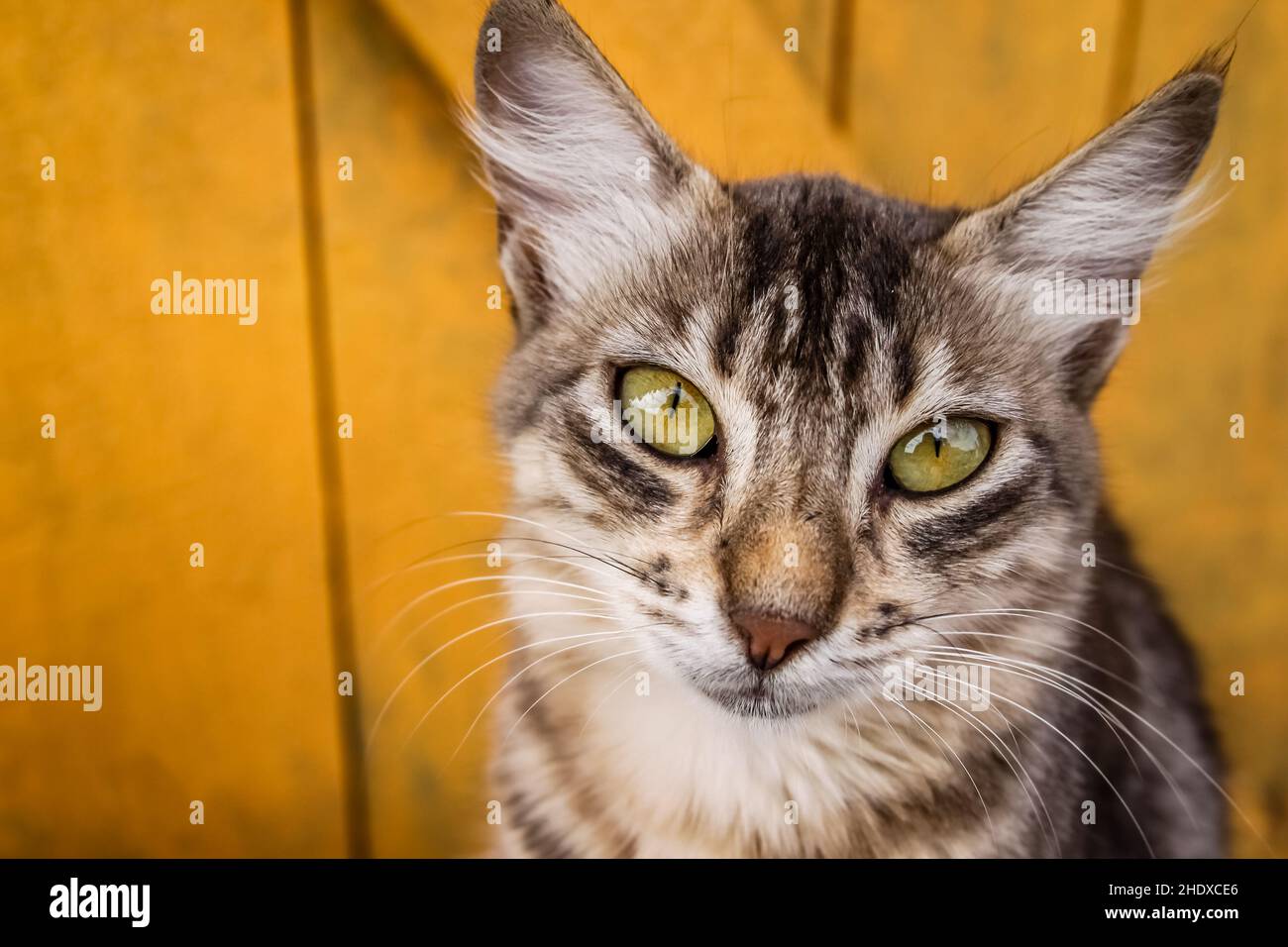 cat, tabby, cats, tabbies Stock Photo Alamy