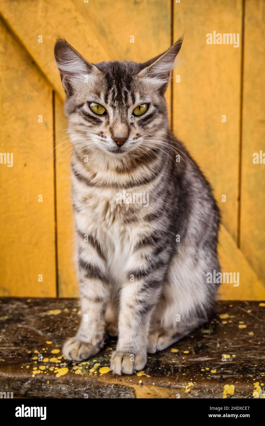 cat, tabby, cats, tabbies Stock Photo Alamy