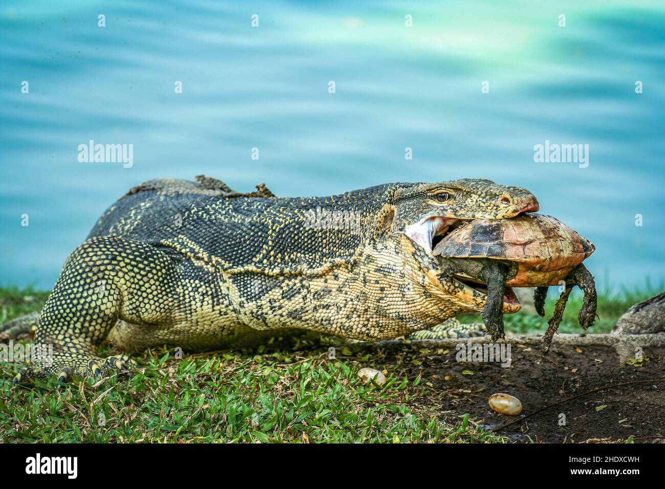 feeding, prey, monitor lizard, feed, feedings, monitor lizards Stock