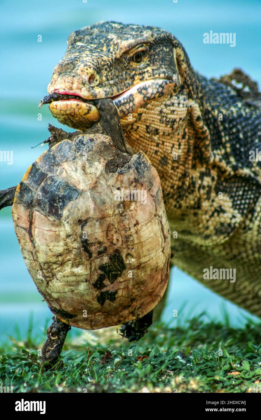 feeding, turtle, monitor lizard, feed, feedings, turtles, monitor