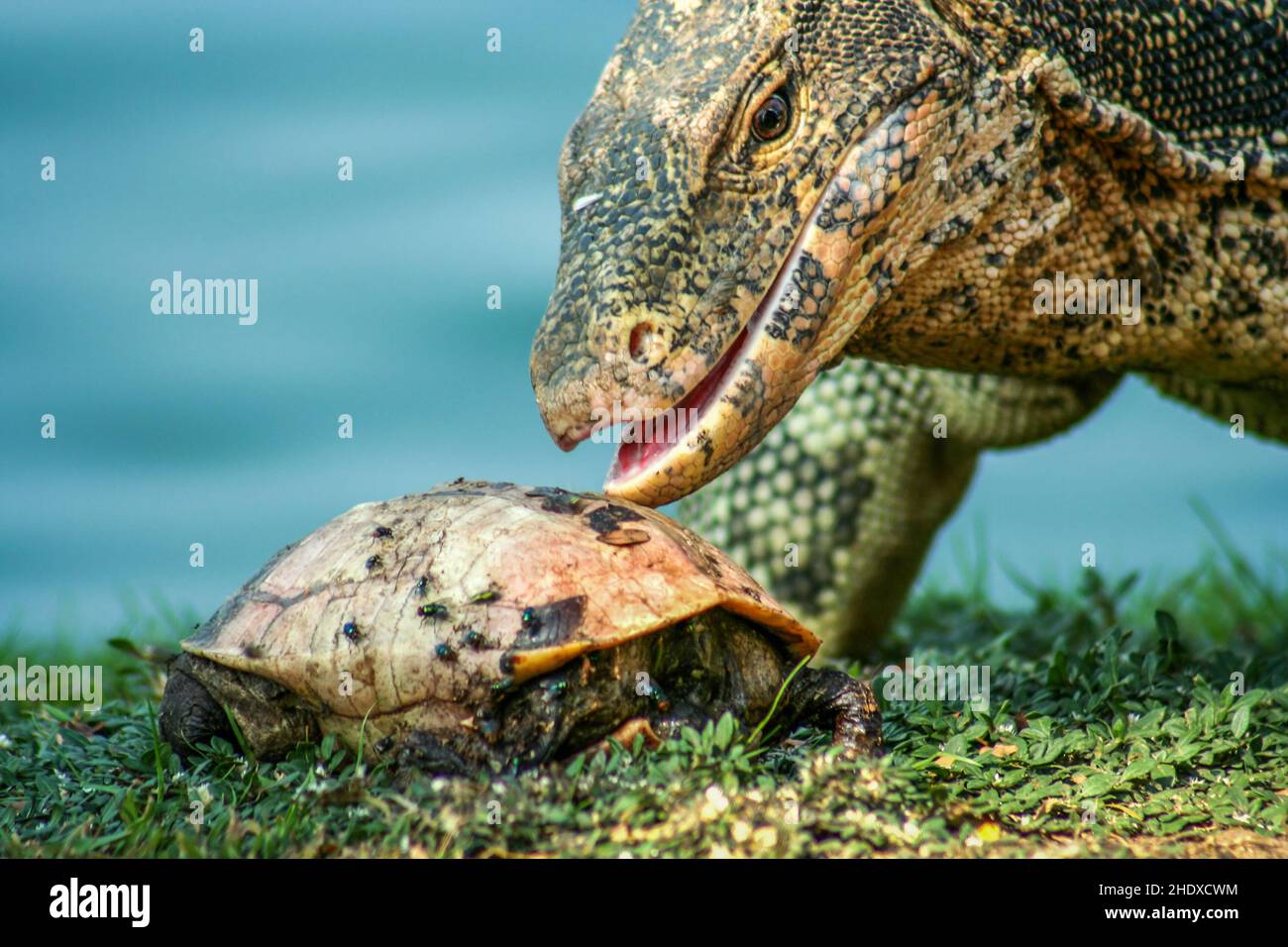 feeding, prey, monitor lizard, feed, feedings, monitor lizards Stock