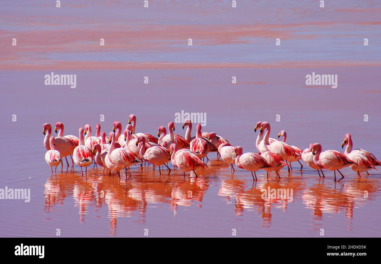 flamingo, andes, altiplano, flamingoes Stock Photo