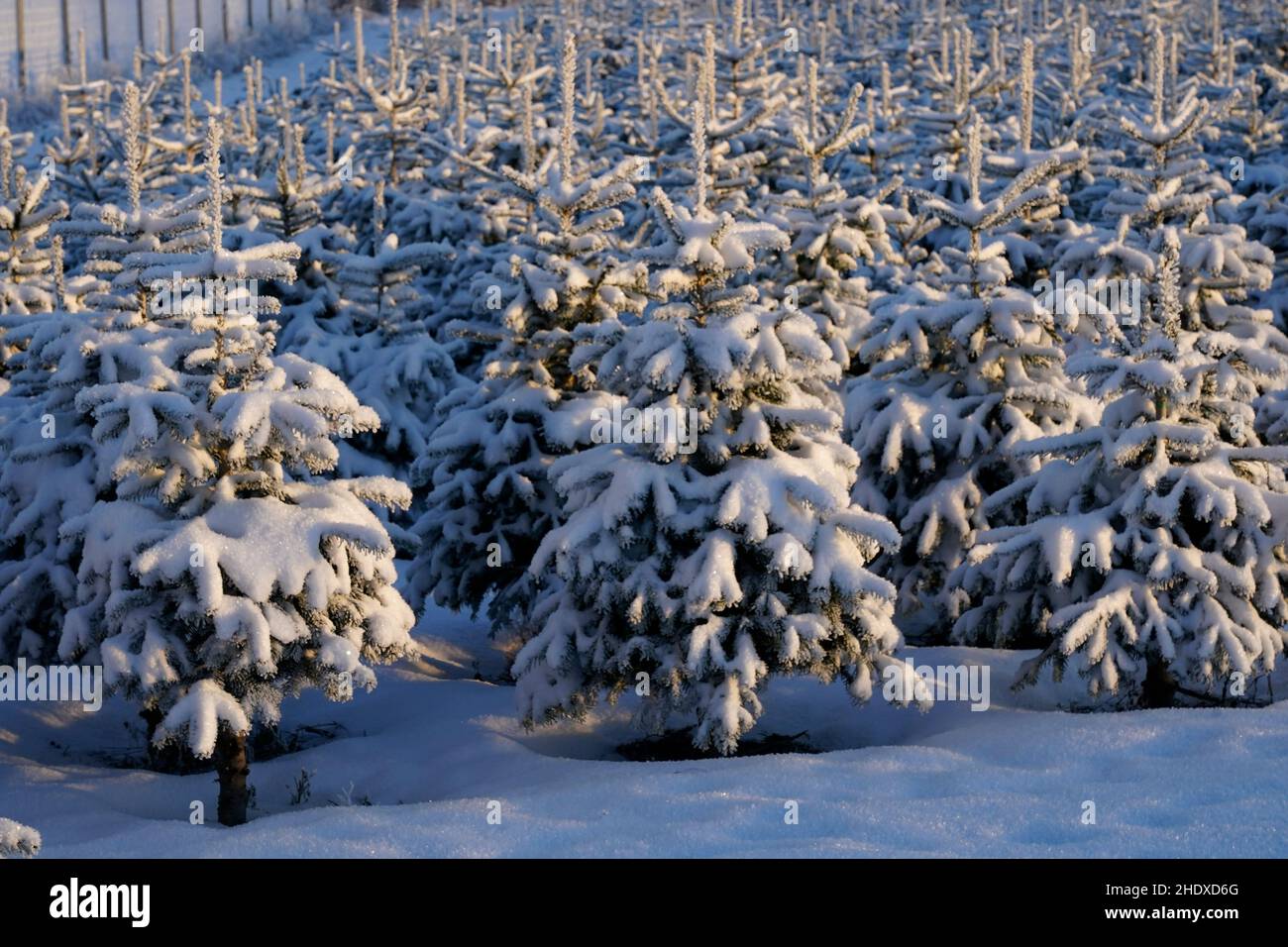 Hokksund, Norway. 06Th Jan, 2022. Hokksund 20220106.Next Season's Christmas Trees On A Field. Growing And Producing Christmas Trees Is A Source Of Income For Some Norwegian Farmers. Photo: Terje Bendiksby/Ntb Credit: Ntb