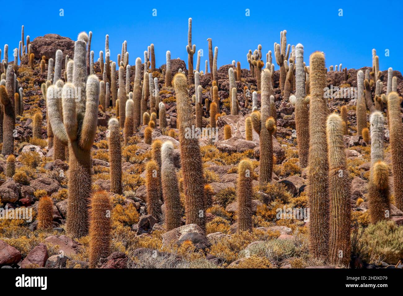 cactus, vegetation, cacti, vegetations, cactis Stock Photo