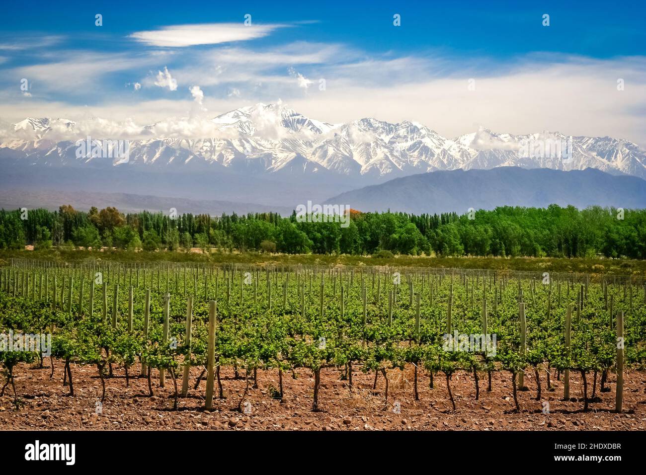 viticulture, argentina, viticultures, argentinas Stock Photo Alamy