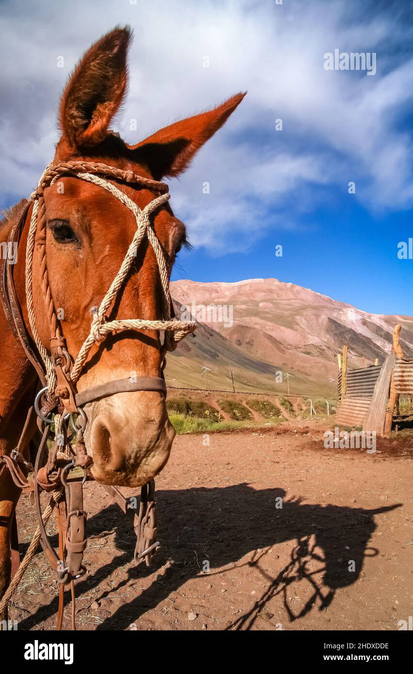 andes, bridle, work horse, bridles, work horses Stock Photo