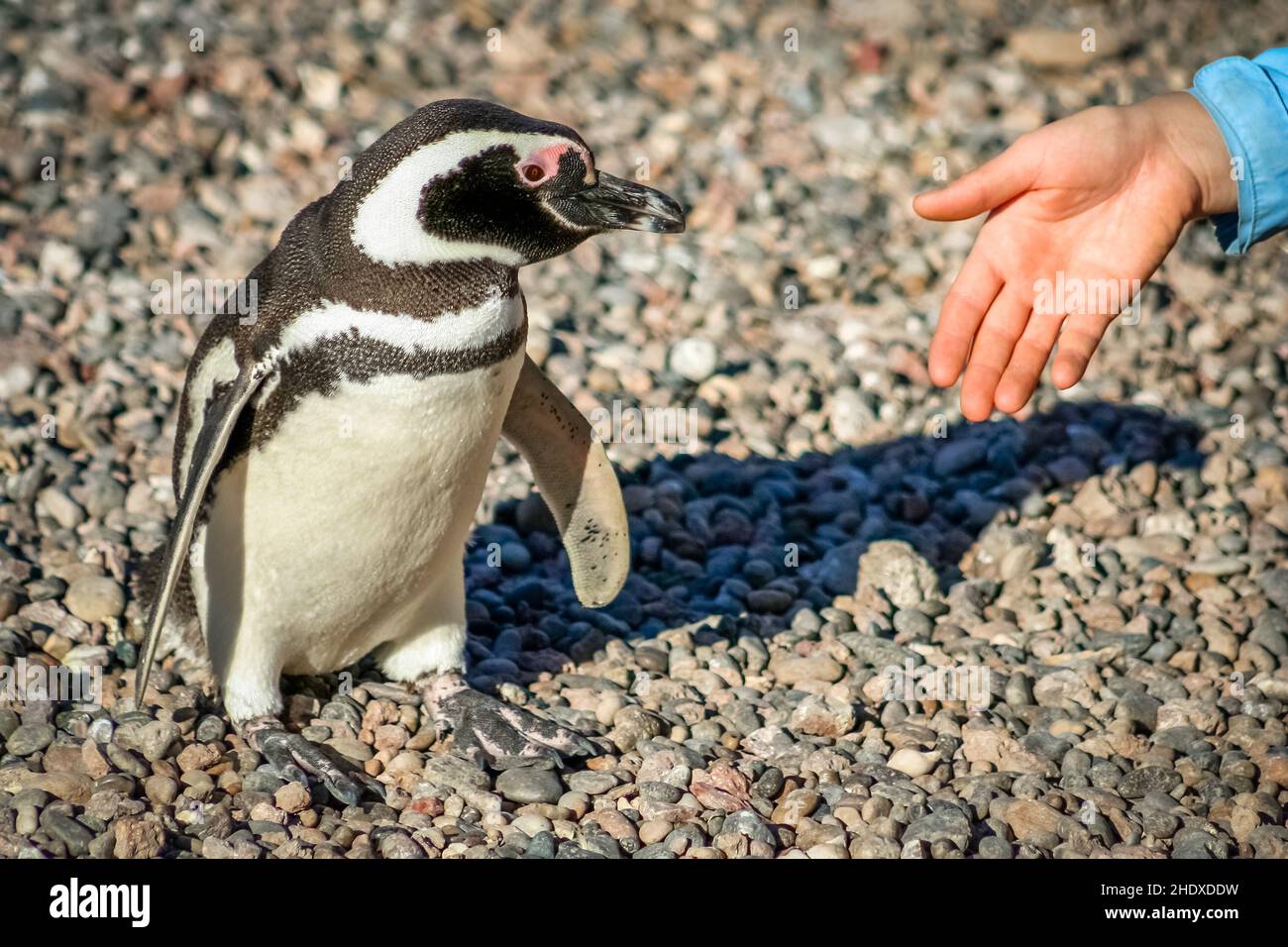 penguin, curious, contact, greeting, humans, penguins, nosies, contacts ...