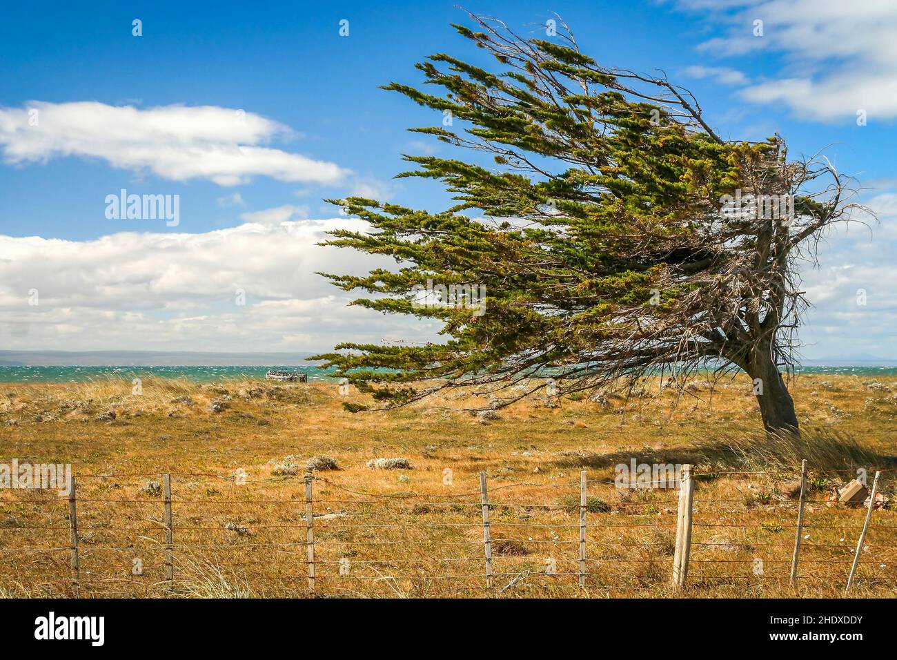 tree, windswept trees, tierra del fuego, trees Stock Photo