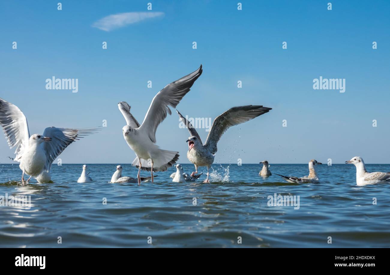 seagull, screaming, sea bird, seagulls, sea birds Stock Photo