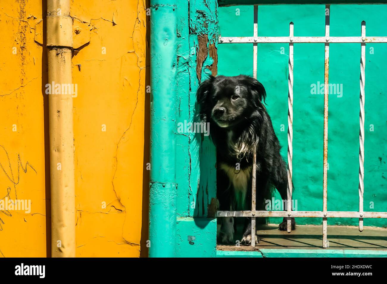 house, fence, dog, houses, fences, dogs Stock Photo Alamy
