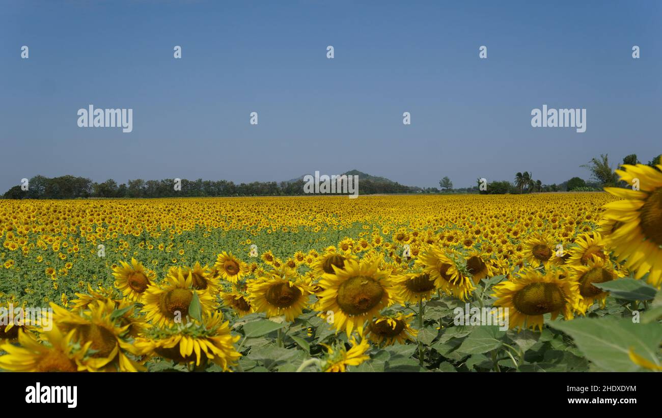 Beautiful sunflower field on a sunny day with blue sky Stock Photo