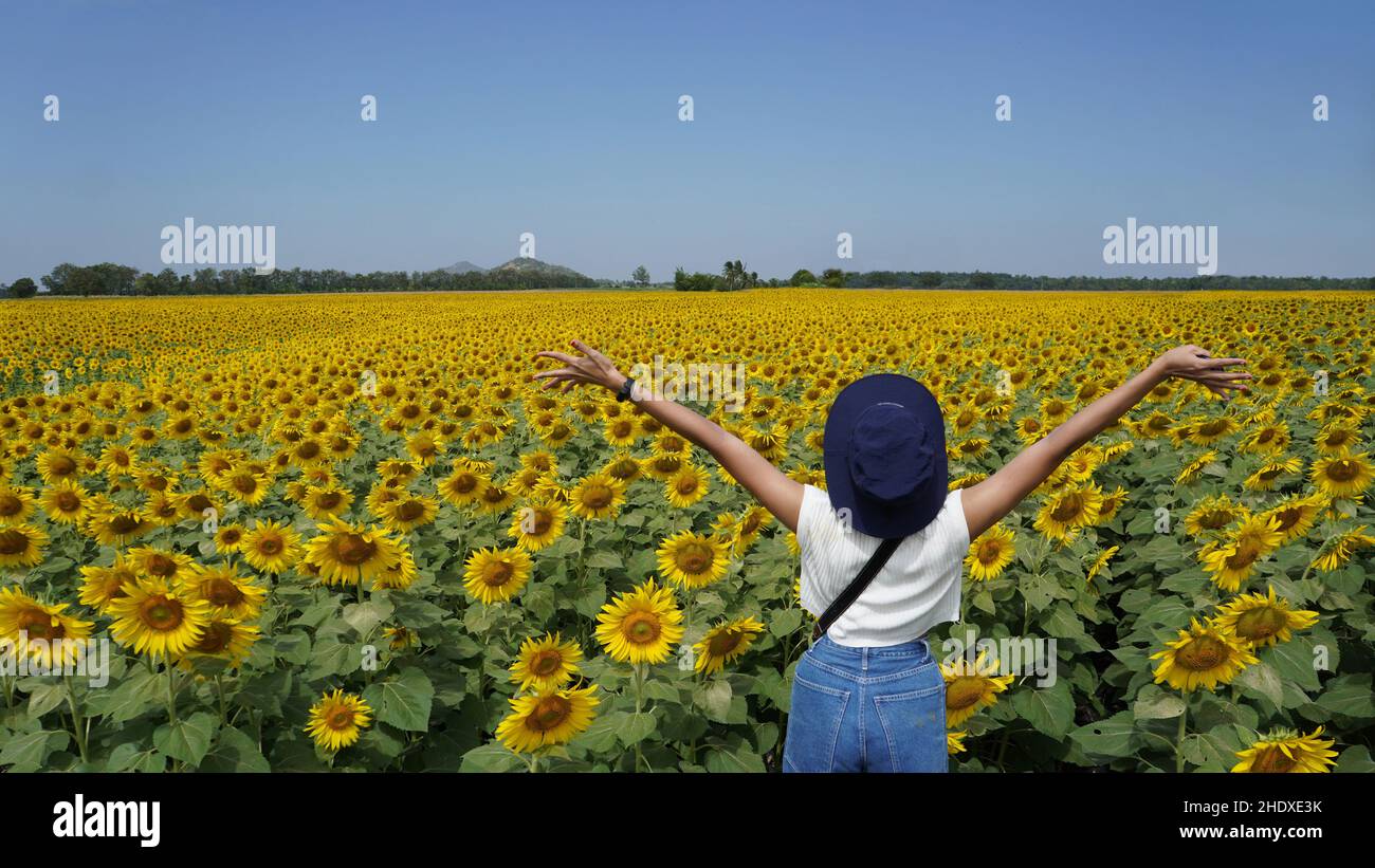 Asian woman standing and open arms in the sunflower field on sunny day Stock Photo
