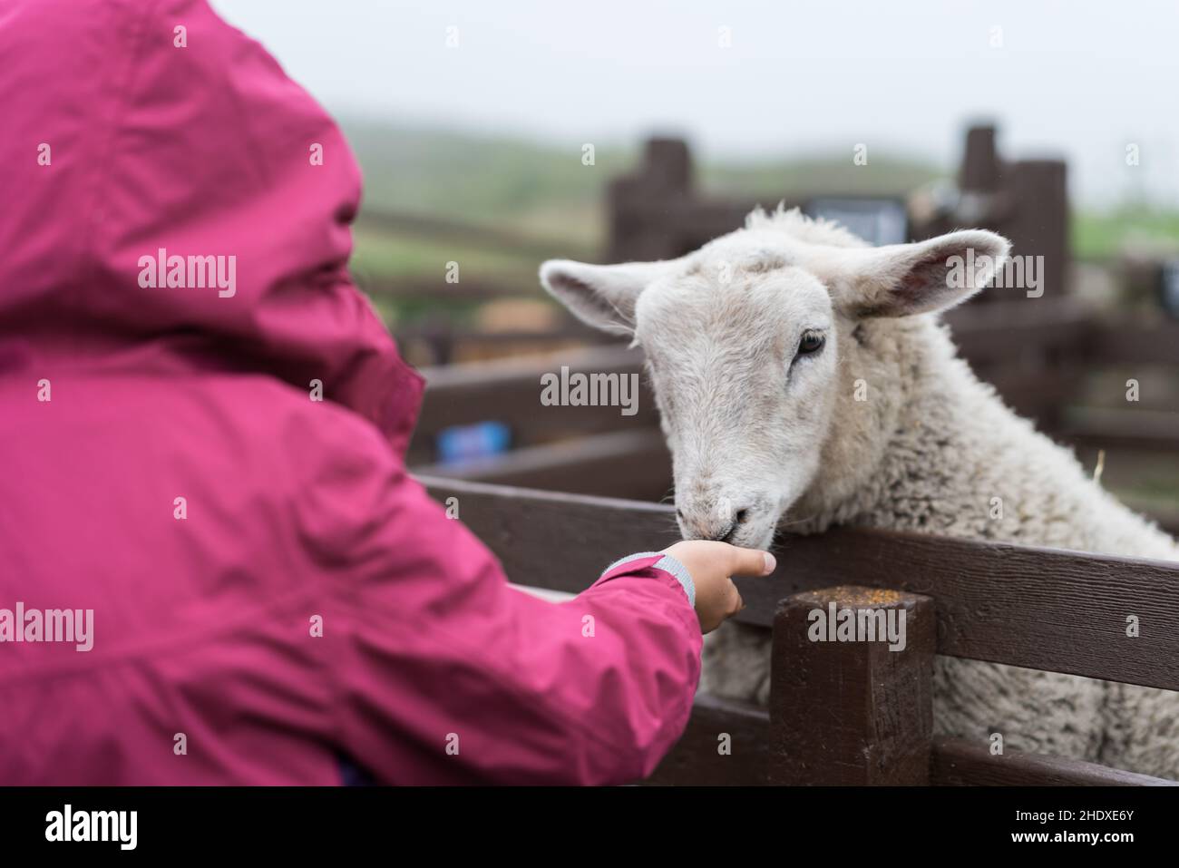 sheep, feeding, sheeps, feed, feedings Stock Photo Alamy