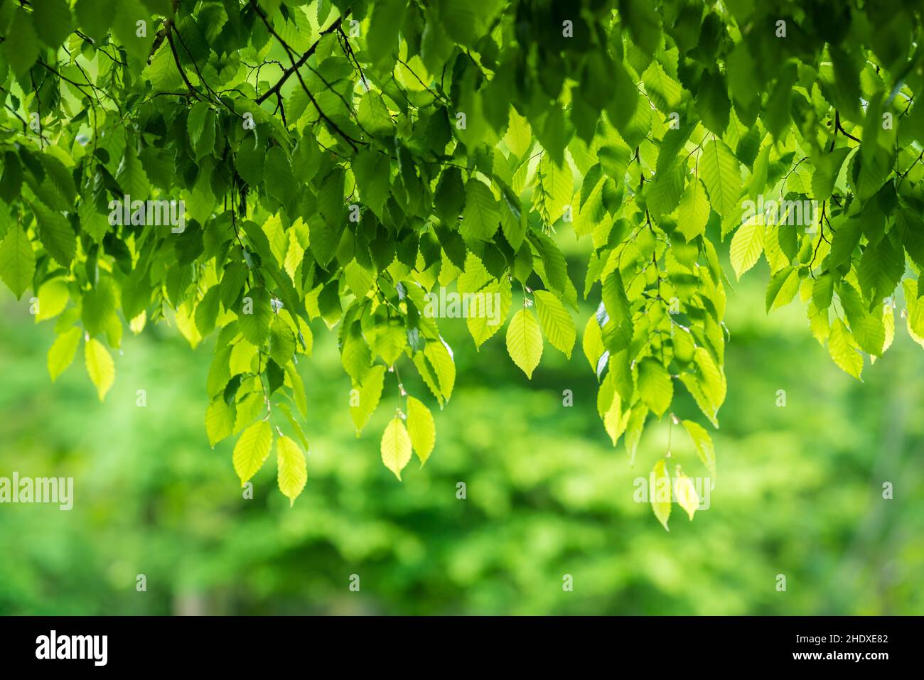 tree canopy, leaves, tree canopies Stock Photo Alamy