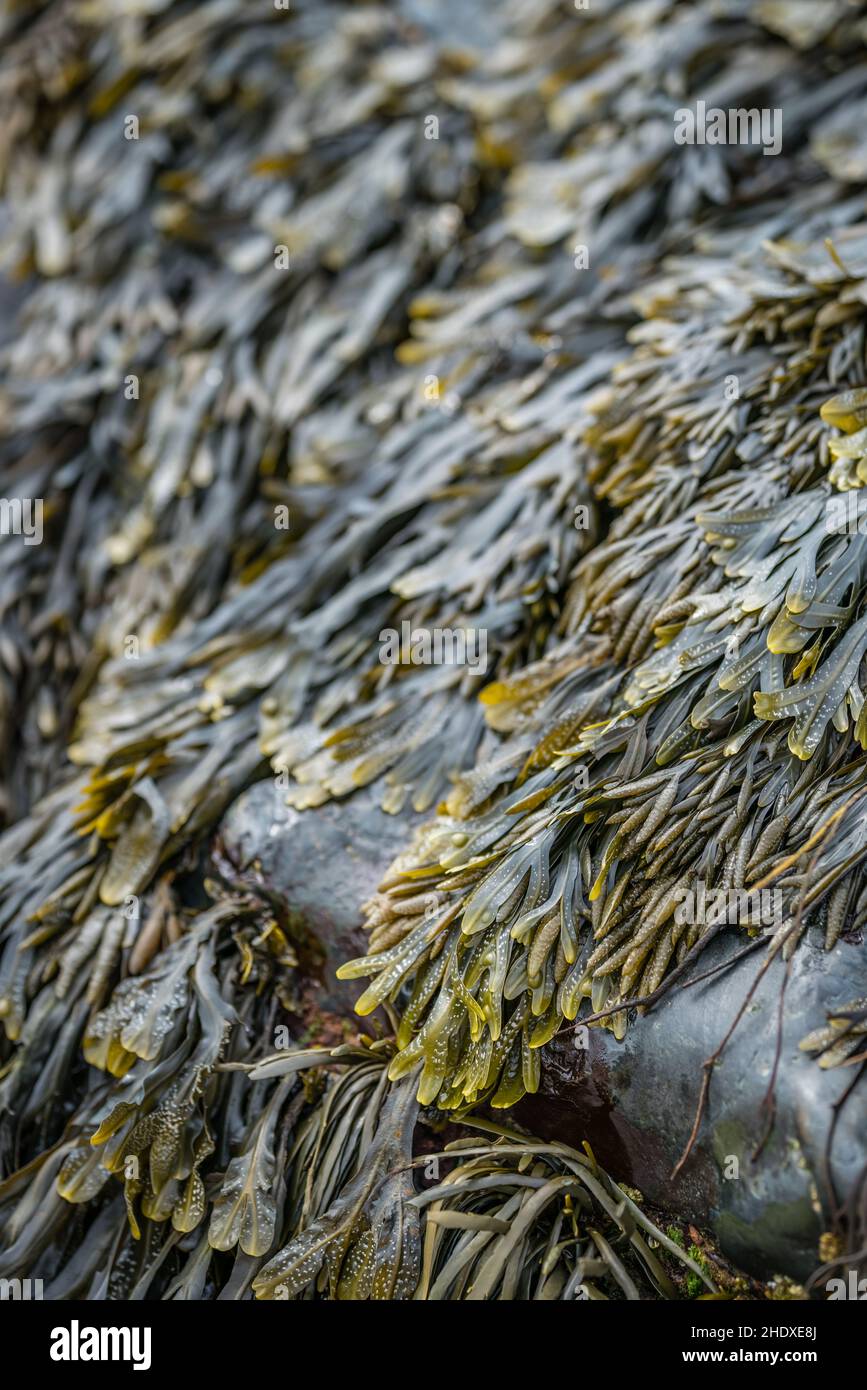 algae, rocks, algaes Stock Photo
