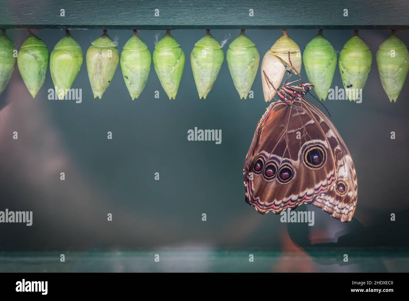 cocoon, hatching, morpho peleides, cocoons, blue morpho butterfly Stock