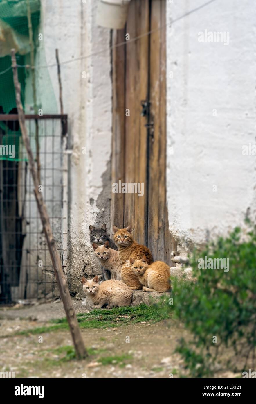 cat, staring, stray, cats, stand out, strays Stock Photo Alamy