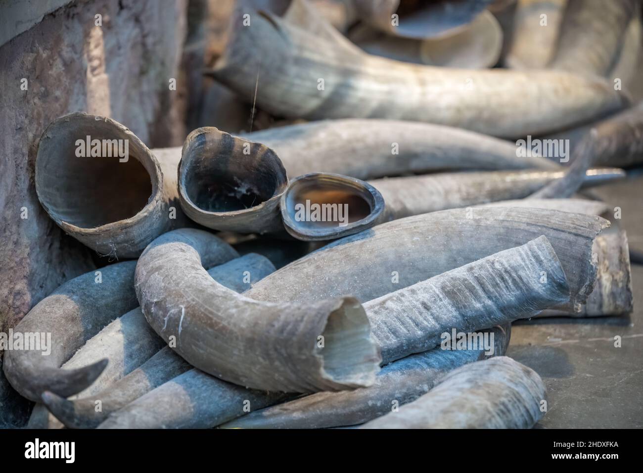bone, tusk, bones, tusks Stock Photo Alamy