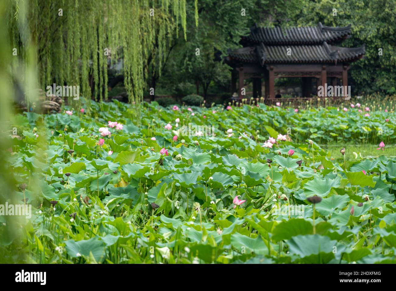 pond, water lily pad, ponds, lily pad, lily pads, water lilies, water
